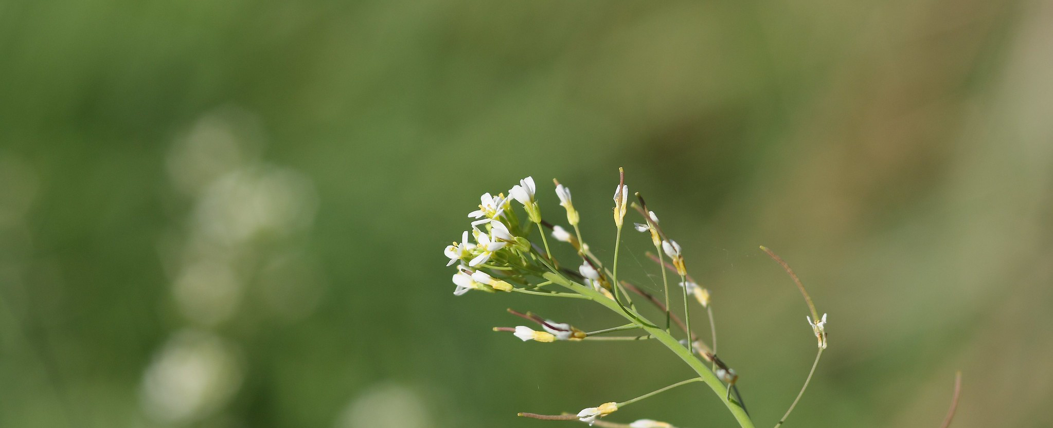 Arabidopsis Phoenix Bioinformatics